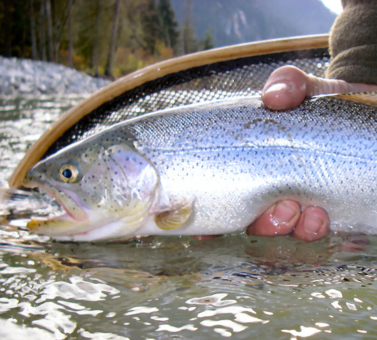 cutthroat trout fishing in british columbia BC