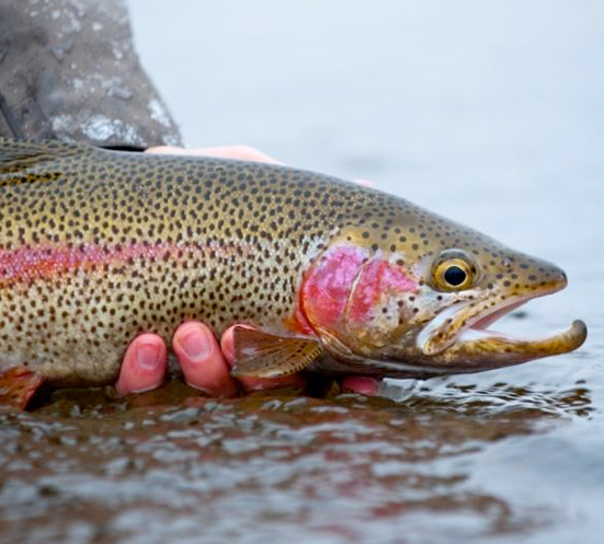 rainbow trout fishing in british columbia BC