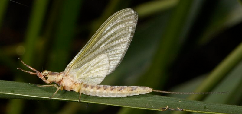 Fly Fishing & Entomology Course