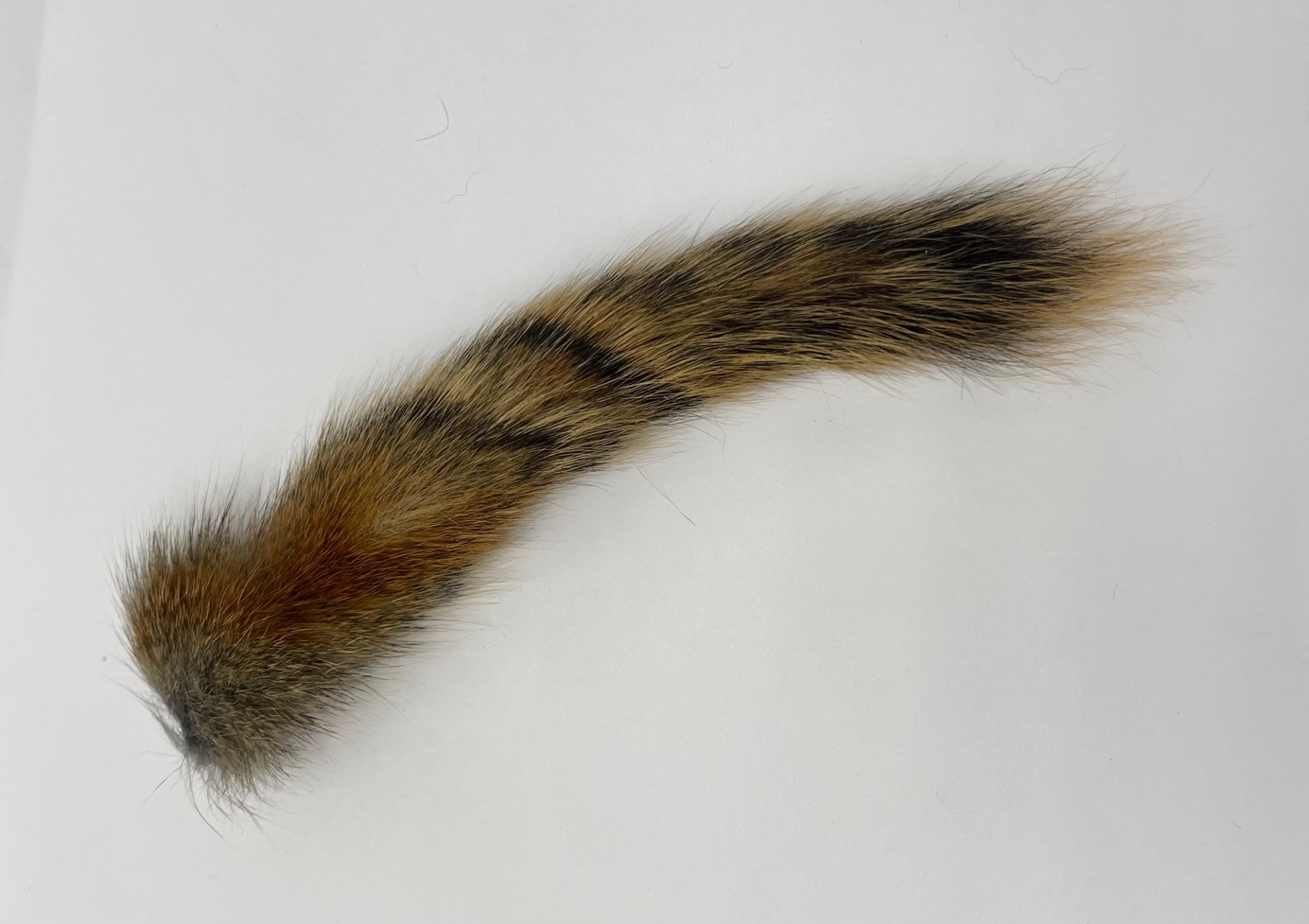 Wapsi Squirrel Tail - Natural Pine