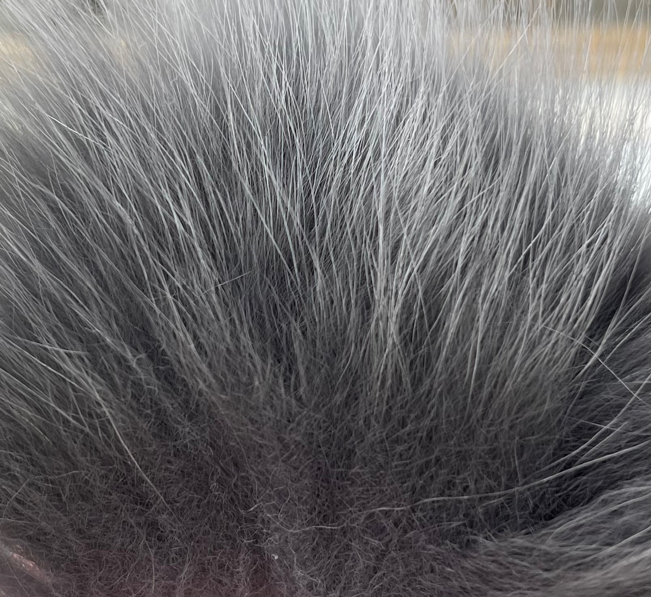 Wapsi Arctic Fox Fur - Shad Gray