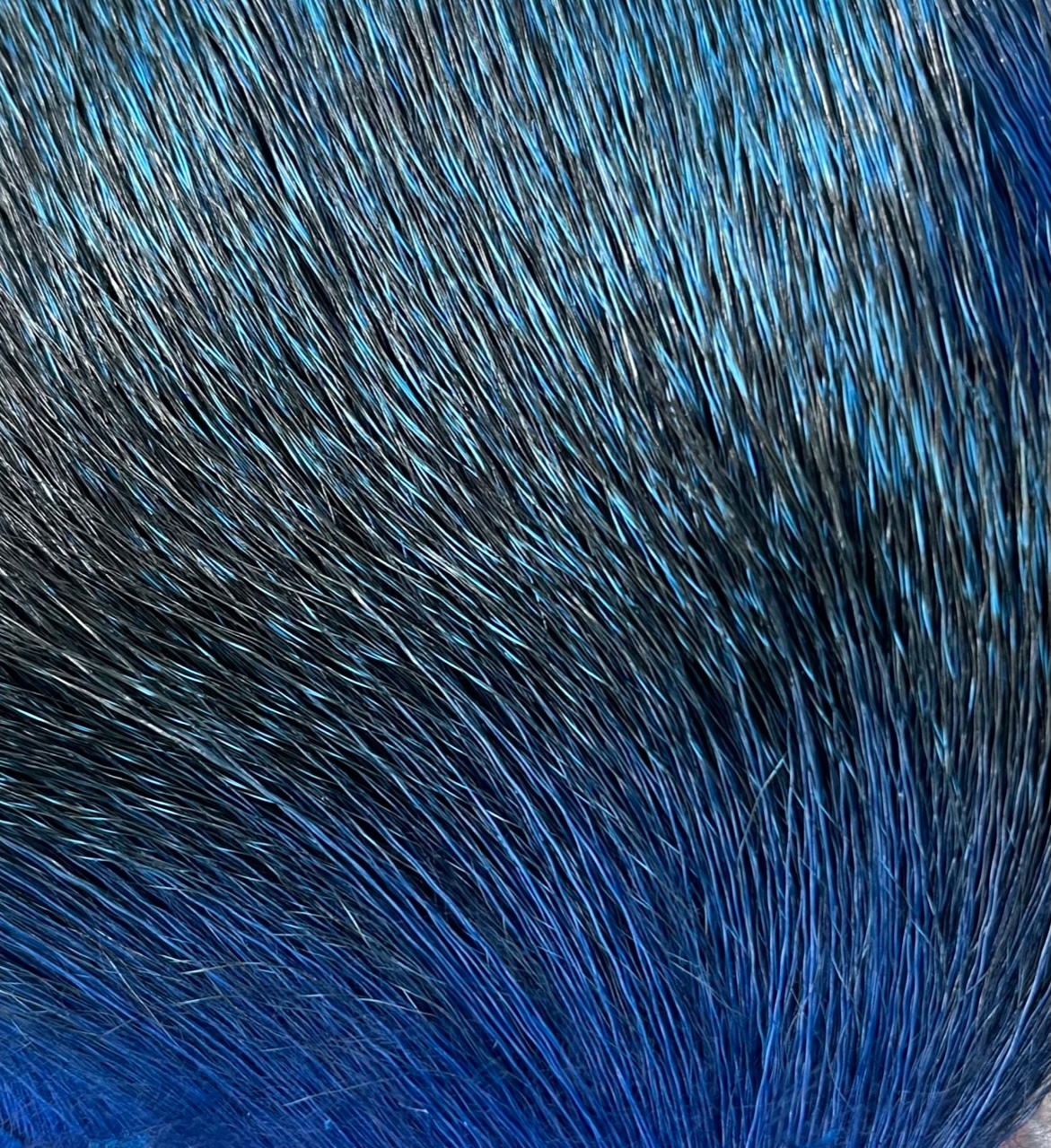 Deer Body Hair - Blue