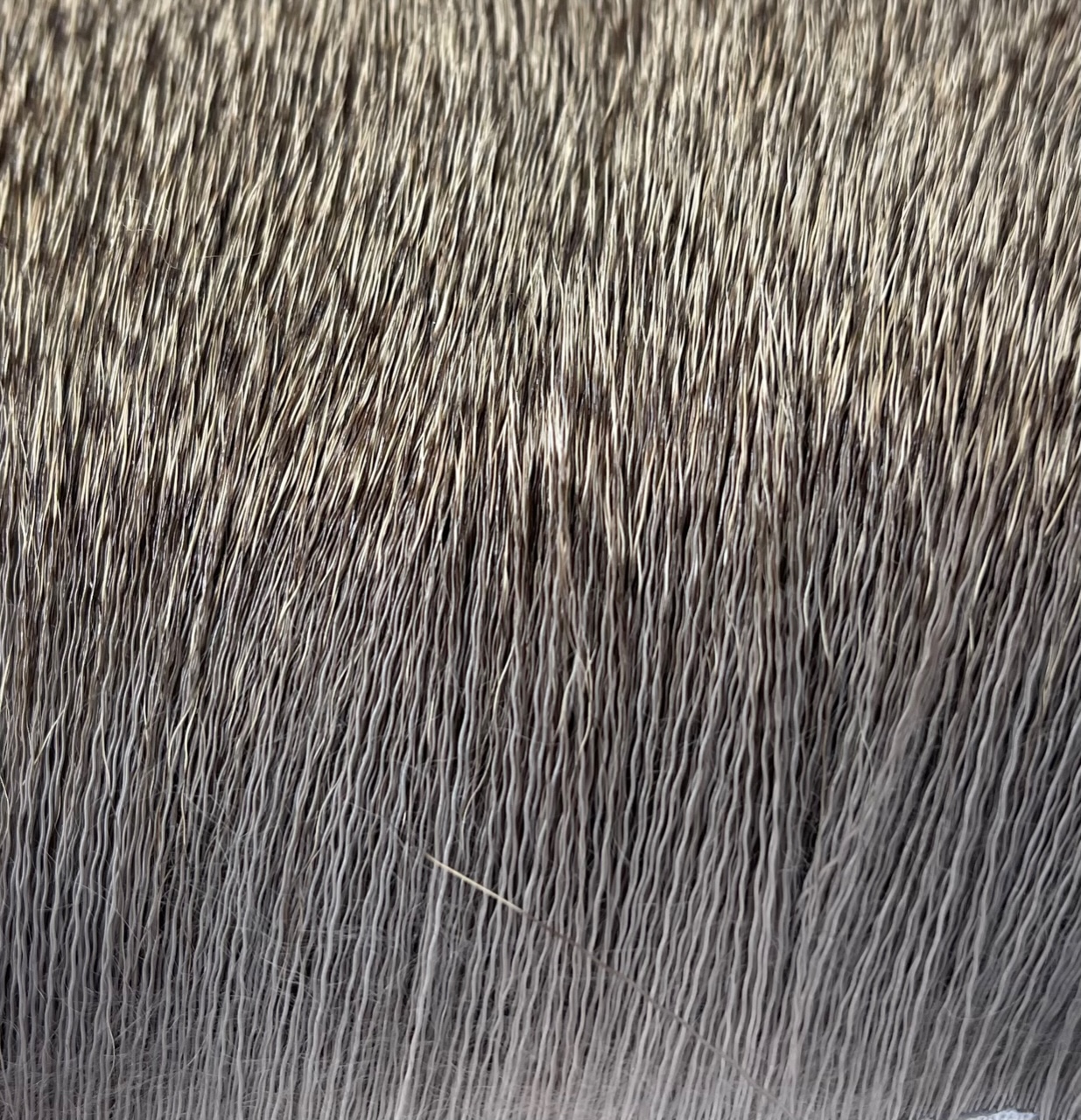 Deer Body Hair - Gray