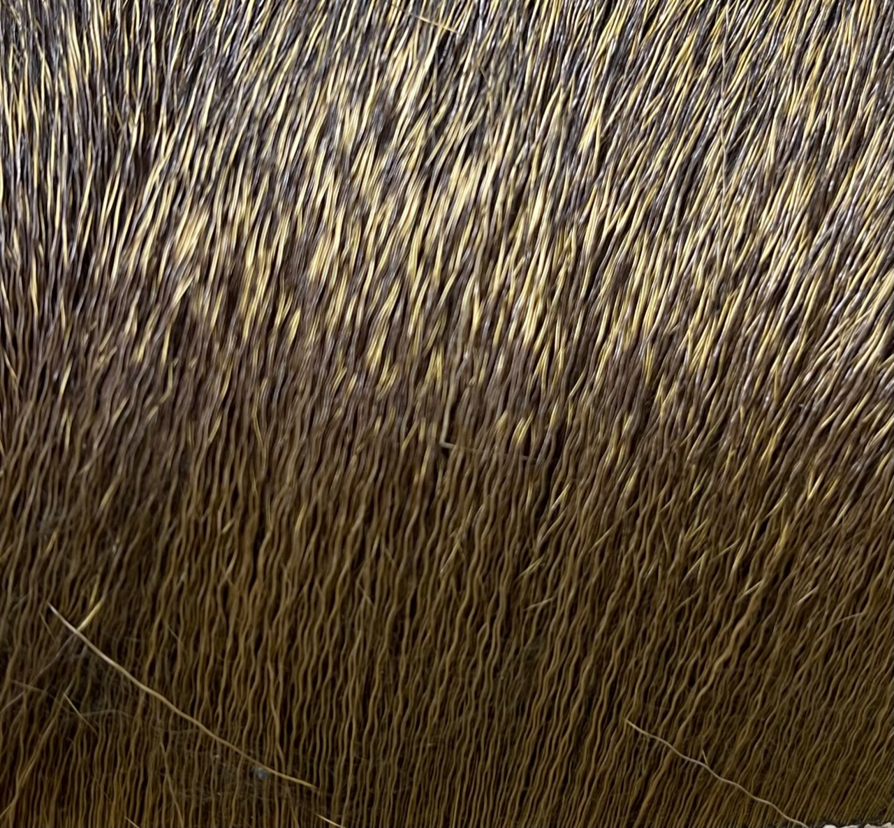 Deer Body Hair - Sculpin Olive