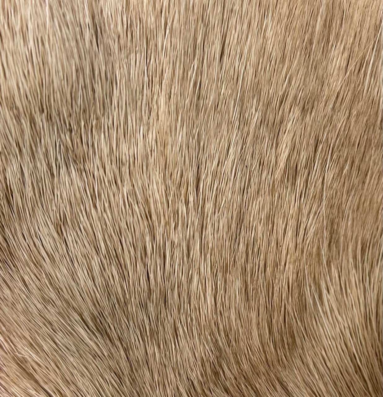 Wapsi Deer Belly Hair - Tan