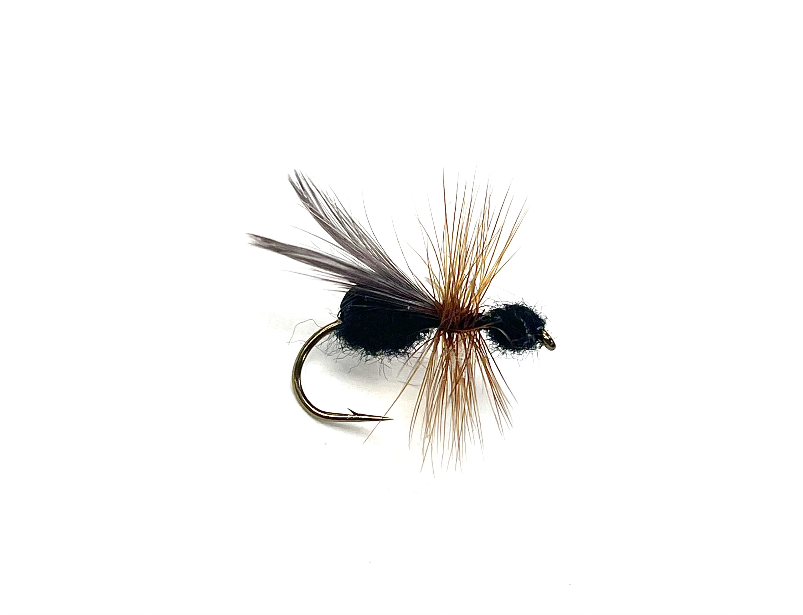 Black Flying Ant