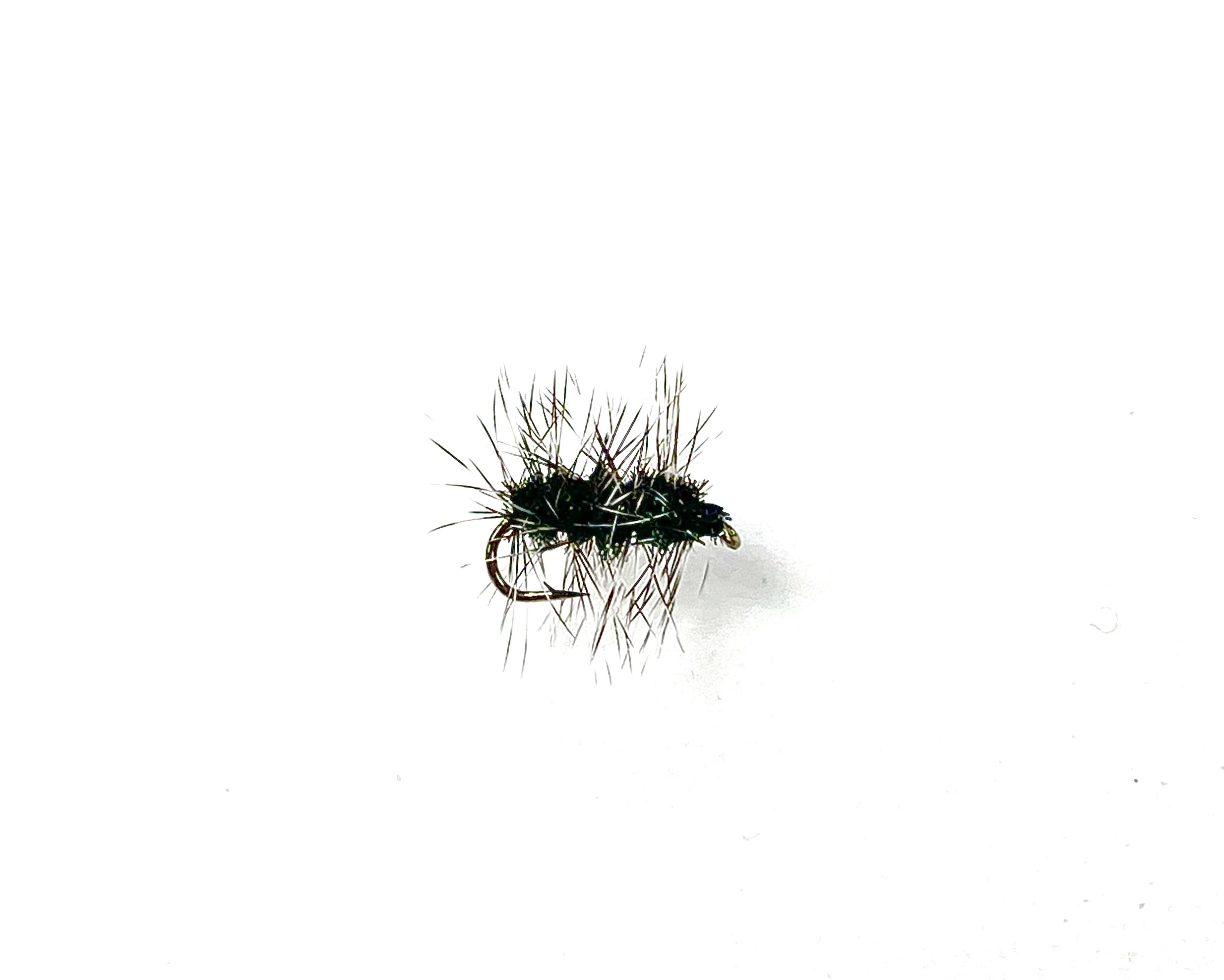 Griffith's Gnat